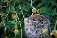 Squirrel eating wildflowers