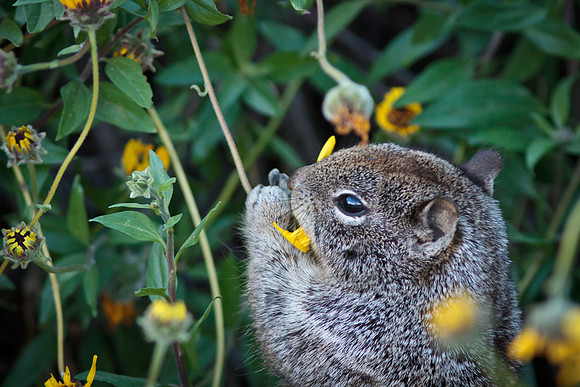 Squirrel eating wildflowers