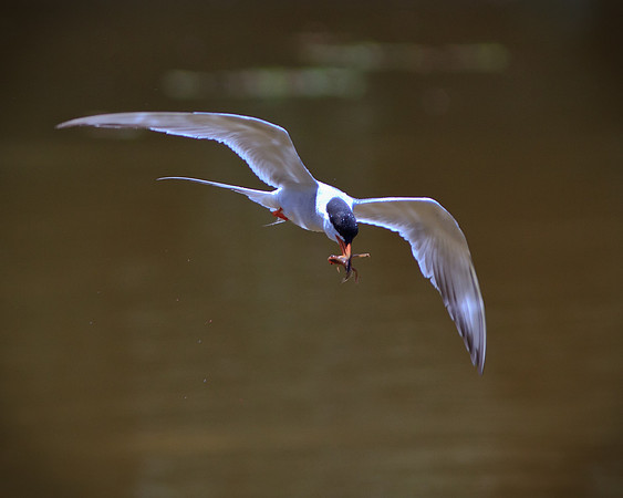 Tern with tadpole.
