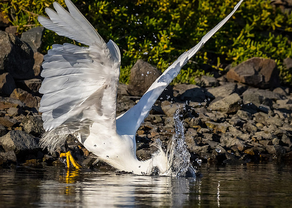 BolsaChica2015-8235
