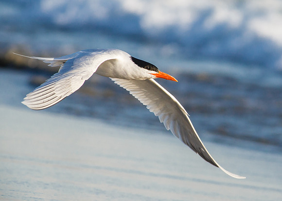 Royal Tern