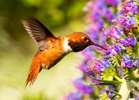 Allen's in flight