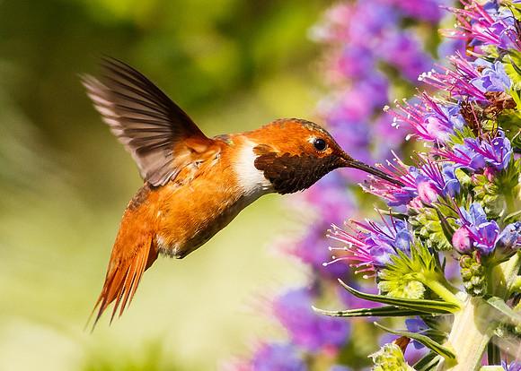 Allen's in flight