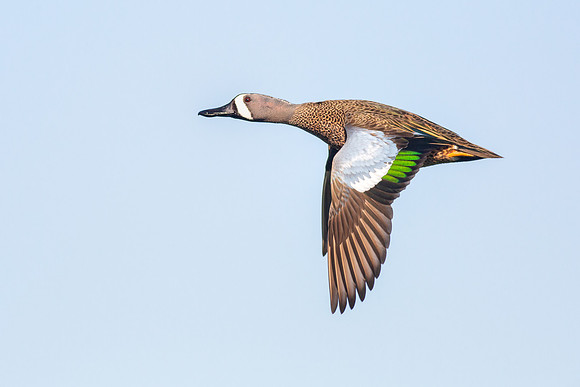 Blue-winged Teal