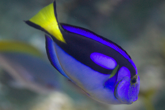 lb-aquarium-1376