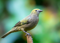 Palm Tanager