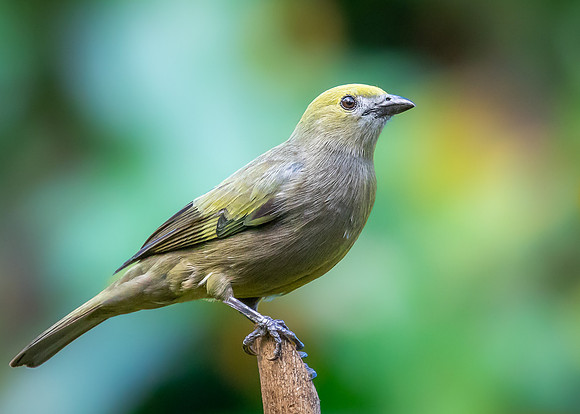 Palm Tanager