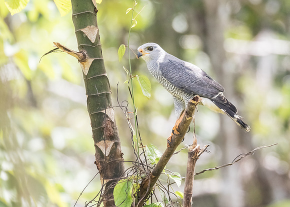 Gray Hawk