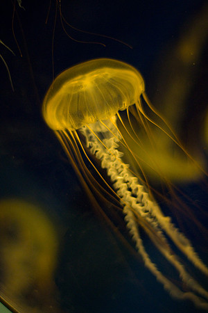 LB-aquarium-0354