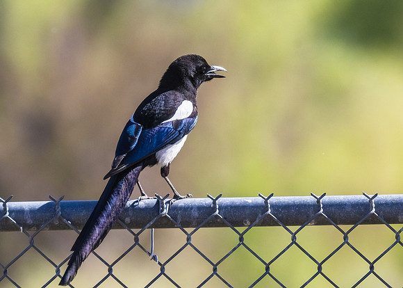 Black-billed Magpie