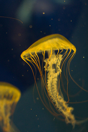 LB-aquarium-0350