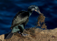 Brandt's Cormorant