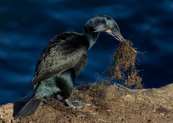 Brandt's Cormorant
