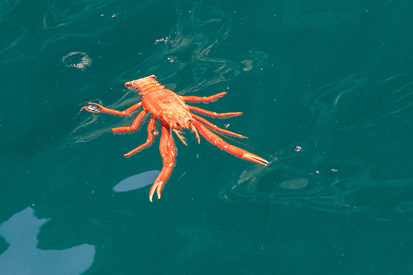 Red crab