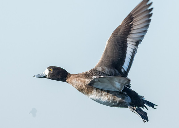 Scaup in flight...