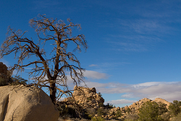 joshuatree09-2247