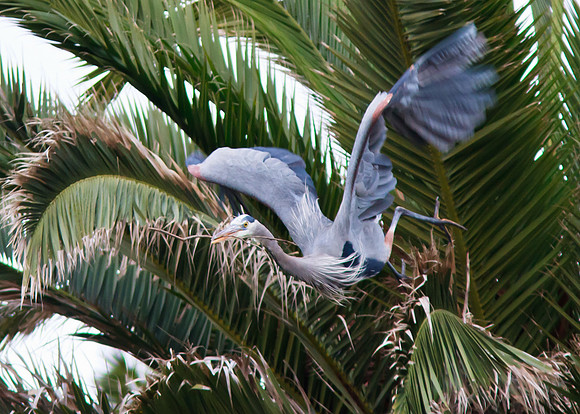 Great Blue Heron