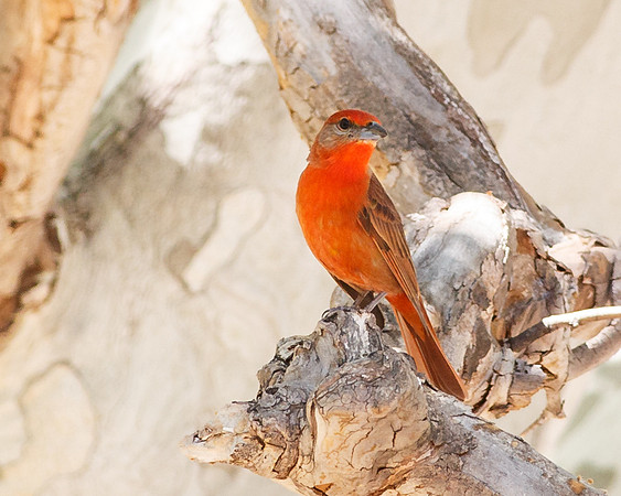 Hepatic Tanager