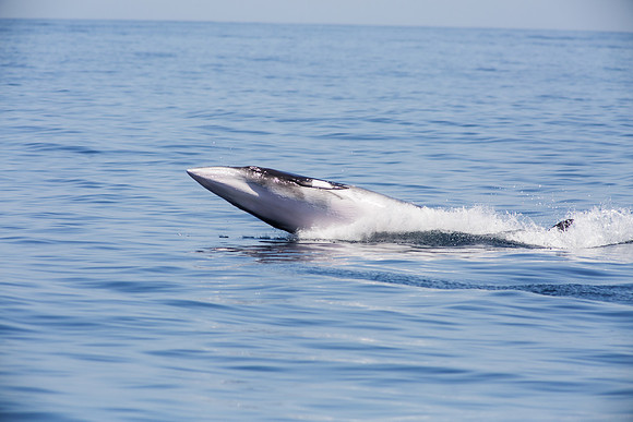 Minke whale breach