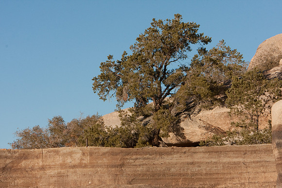 joshuatree09-0638
