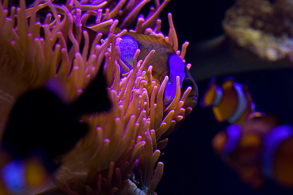 lb-aquarium-1483