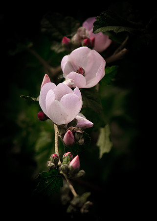 Pink bloom