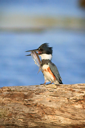 Belted Kingfisher female