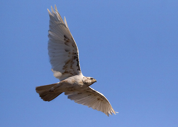 Frank's White Chicken in-flight