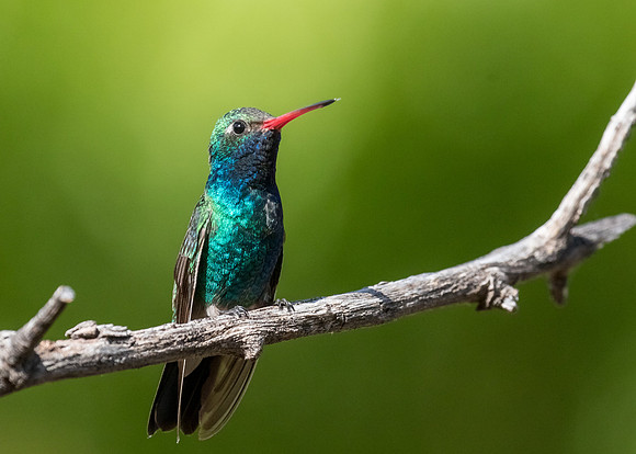 Broad-billed Hummingbird