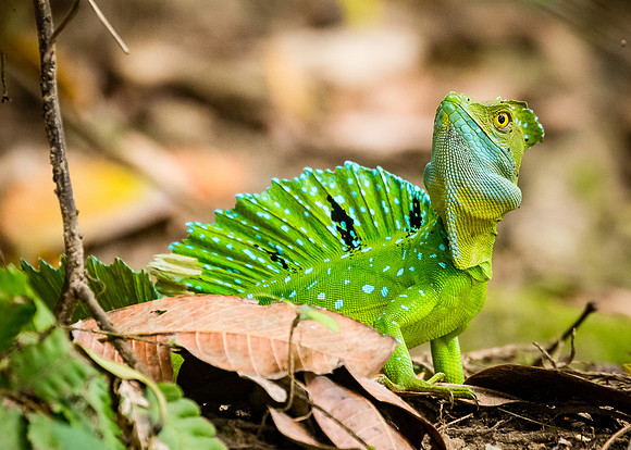Emerald Basilisk