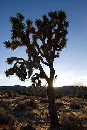 joshuatree09-2350
