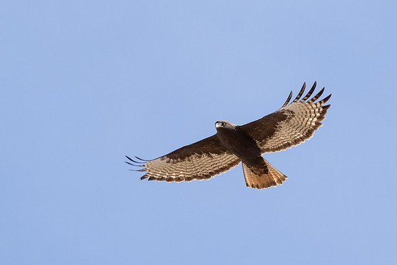 Dark Morph Red-Tailed Hawk
