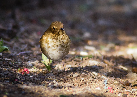 Swainson's Thrush