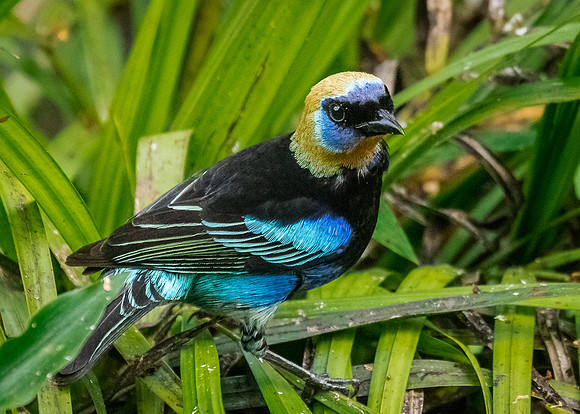 Golden-hooded Tanager