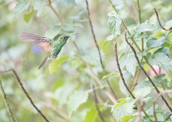 Stripe tailed