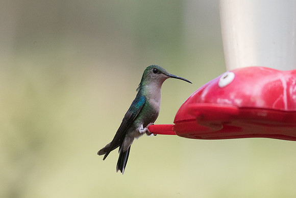 violet-crowned woodnymph , female