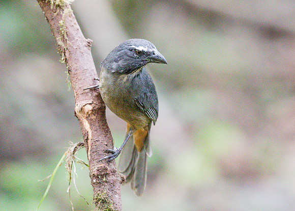 Grayish Saltator