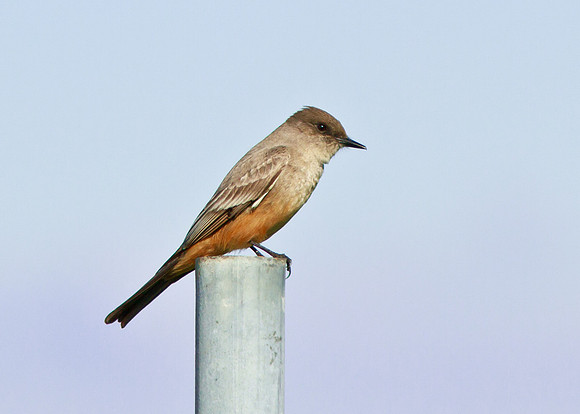 Say's Phoebe