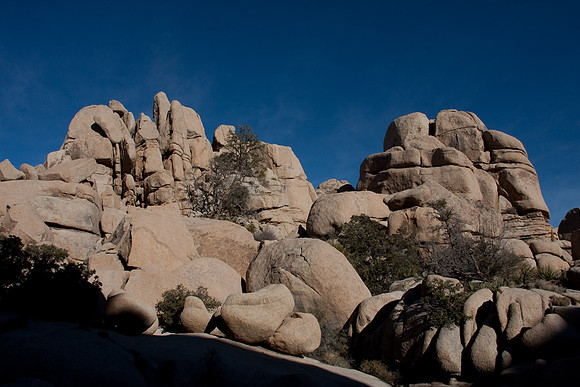 joshuatree09-0446