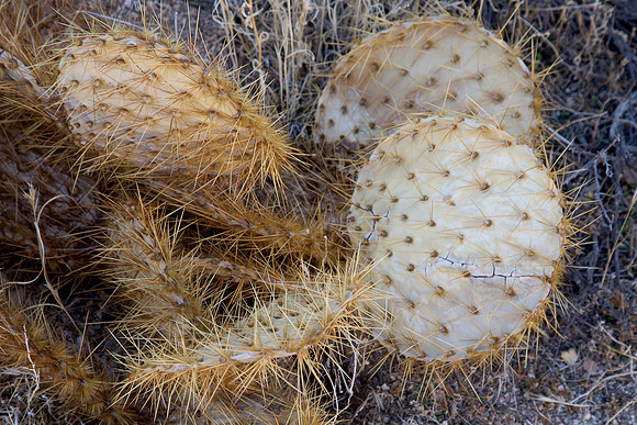 joshuatree09-2258