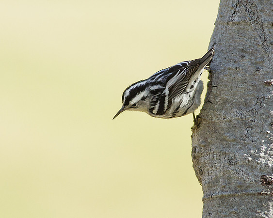 Black-and-white Warbler