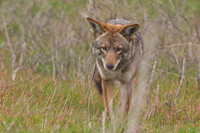 Coyote