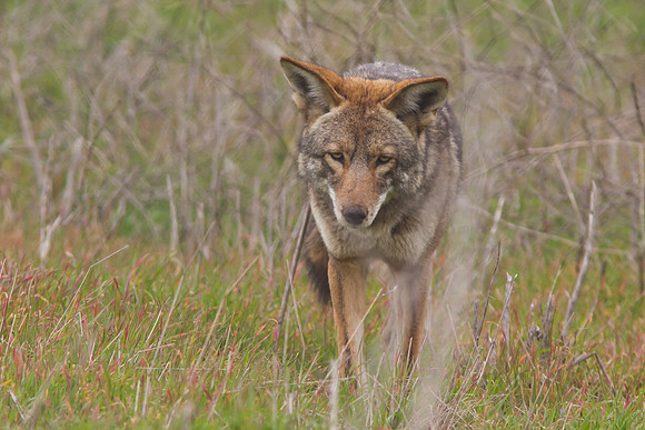 Coyote