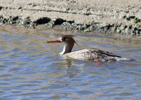 Red-Breasted Merganser