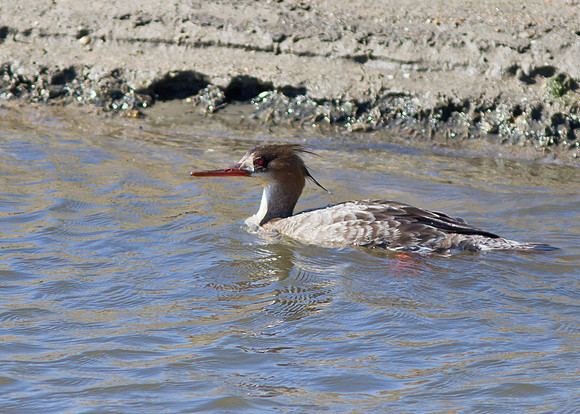 Red-Breasted Merganser