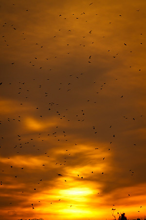 Swallows at sunset