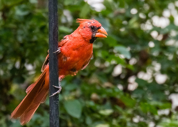 Northern Cardinal
