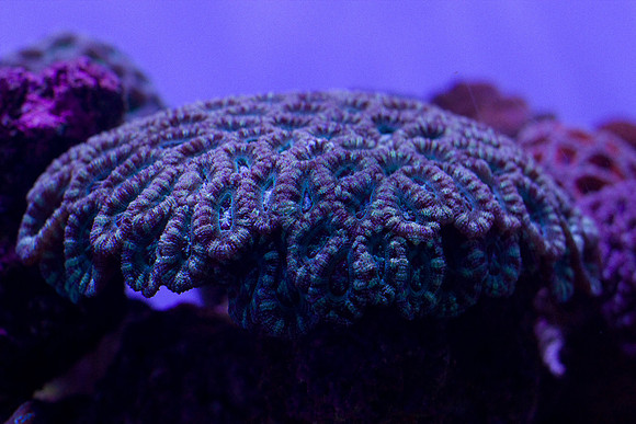 LB-aquarium-0499