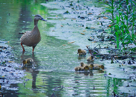 Mallard Mom and the ducklings
