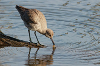 BolsaChica-2924